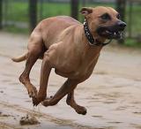 Jengo wurde schnellster Hund und räumte somit den ersten Platz ab! Glückwunsch ;)