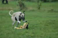Ostercoursing in Hoope mit Verkaufsstand
