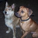 Jengo und seine Freundin Floronce