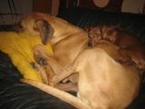 Schön auf der Couch mit Bonnie kuscheln!