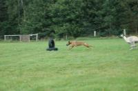Coursing