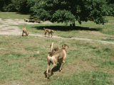 Auf der Hundewiese war jede Menge Platz