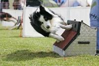 Flyball Seminar mit Tom Stroick