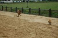 Spaßrennen in Rahlstedt 01.05.2009