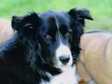 Unser Hundekumpel Ufo war auch dabei