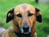 Unsere alte Dame Asabi